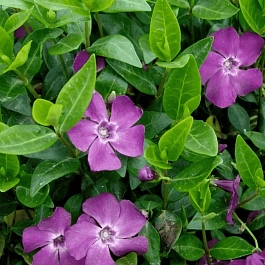 Барвинок малый Multiplex