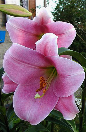 Лилия лонгифлорум Пинк Хевен