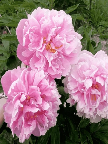 Пион Молочноцветковый Catharina Fontyn