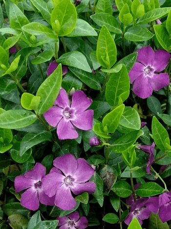 Барвинок малый Multiplex