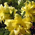 Лилия Exotic Sun
