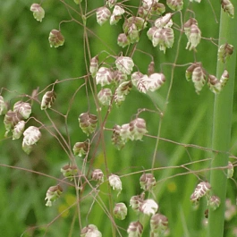 Трясунка средняя