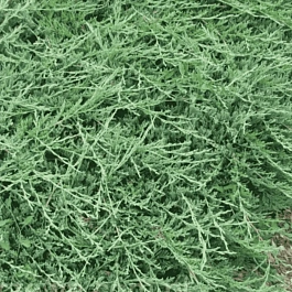 Можжевельник горизонтальный Jade River