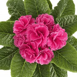 Примула махровая Hethor Petticote Pink
