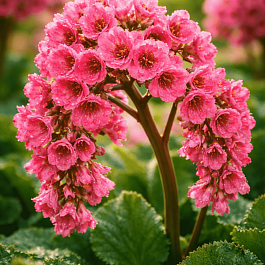 Бадан сердцелистный Rose