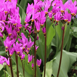 Додекатеон обыкновенный