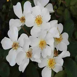 Роза кустовая Rosalita