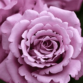 Роза чайно-гибридная Charles De Gaulle