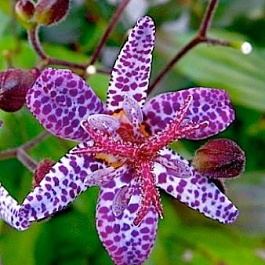 Трициртис коротковолосистый Purple Spotted
