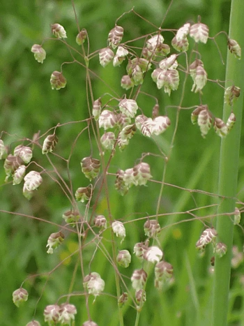 Трясунка средняя