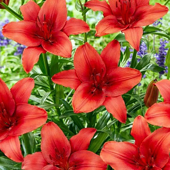 Лилия азиатская Ред Хайленд НАБОР 2ШТ (1+1)