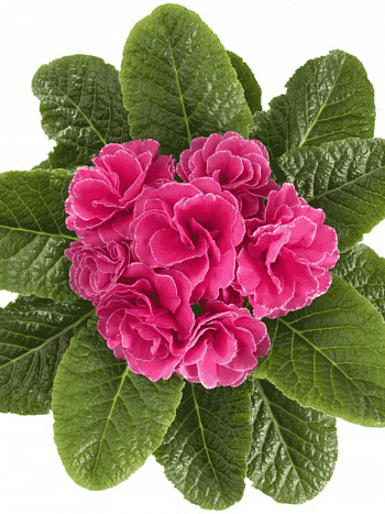 Примула махровая Hethor Petticote Pink
