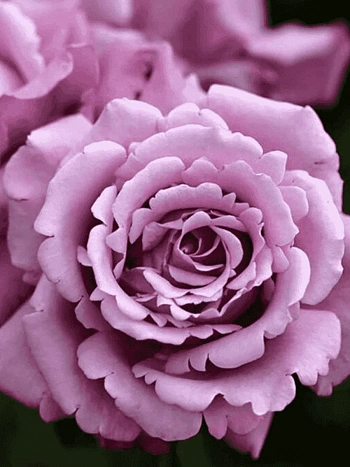 Роза чайно-гибридная Charles De Gaulle