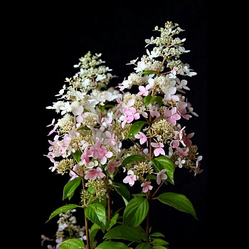 Гортензия метельчатая Конфетти