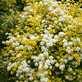 Спирея Вангутта Gold fountain