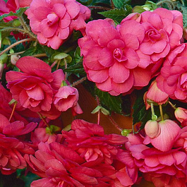 Бегония клубневая Сан Дансер Пинк