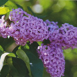 Сирень обыкновенная Тимирязев