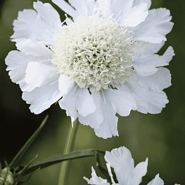 Скабиоза кавказская Perfecta Alba