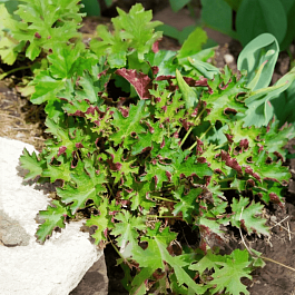 Гейхера Sashay