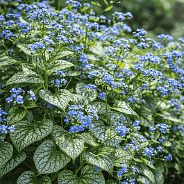 Бруннера крупнолистная