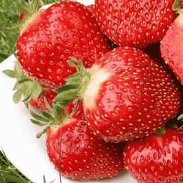 Земляника садовая Кент