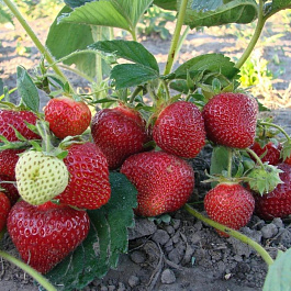 Земляника садовая Клери