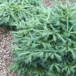 Лиственница Blue Dwarf