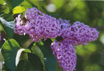 Сирень обыкновенная Тимирязев