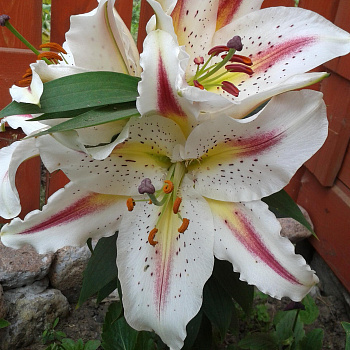 Лилия восточная Плейтайм НАБОР 2ШТ (2+2)