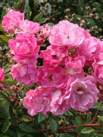 Роза кустовая Belinda