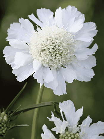 Скабиоза кавказская Perfecta Alba