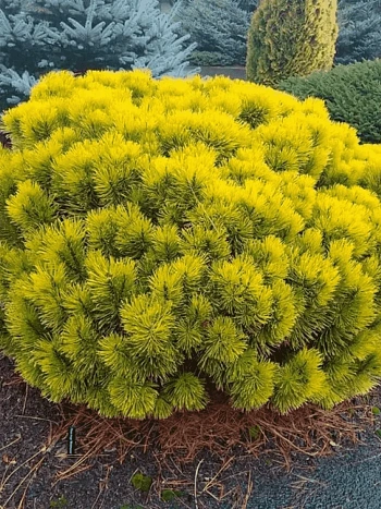 Сосна горная Winter Gold