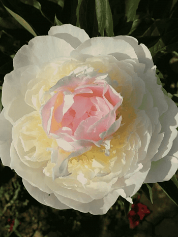 Пион Молочноцветковый Blush Queen