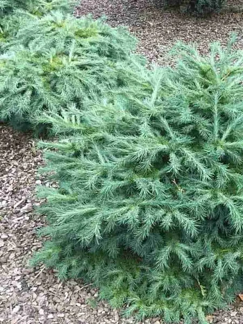 Лиственница Blue Dwarf