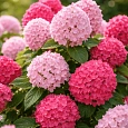 Гортензия метельчатая  Touch of Pink