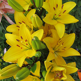 Лилия ЛА-гибрид Эль Диво