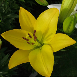 Лилия ЛА-гибрид Голден Тайкун