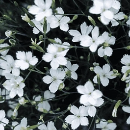 Гвоздика травянка  White