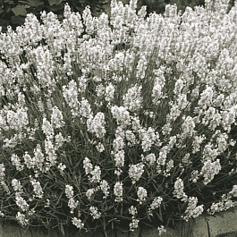 Лаванда узколистная Вайт Сцент компакт