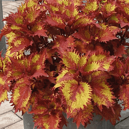 Колеус гибридный Sunfighter Henna