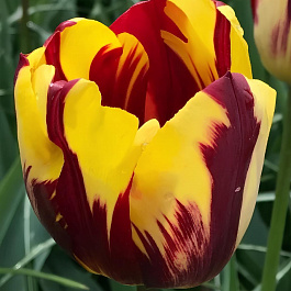 Тюльпан Триумф Хелмар