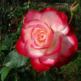 Роза флорибунда Мейян Жюбиле дю Принц де Монако