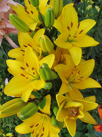 Лилия ЛА-гибрид Эль Диво