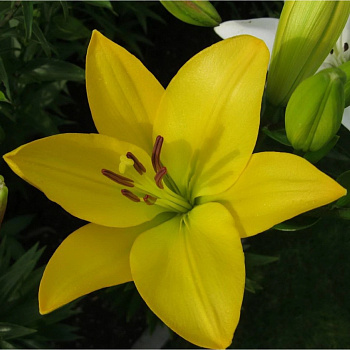 Лилия ЛА-гибрид Голден Тайкун