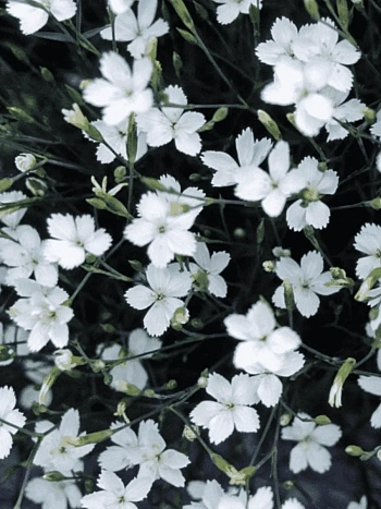 Гвоздика травянка  White