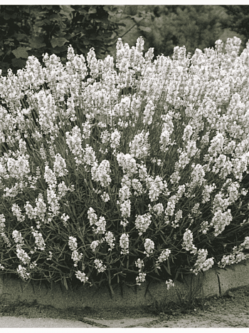 Лаванда узколистная Вайт Сцент компакт