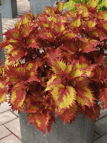 Колеус гибридный Sunfighter Henna