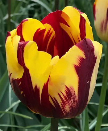 Тюльпан Триумф Хелмар