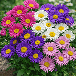 Астра альпийская смесь