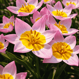 Тюльпан Lilac Wonder